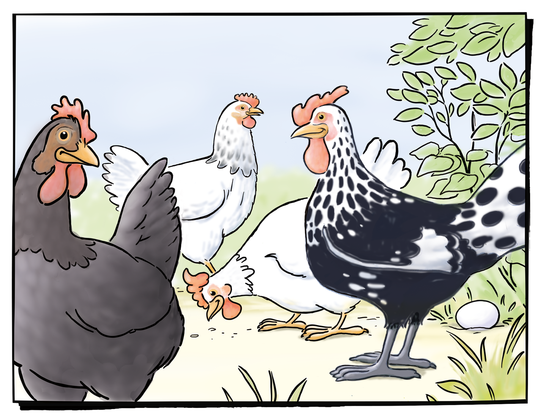 Die Hühner der Behrens