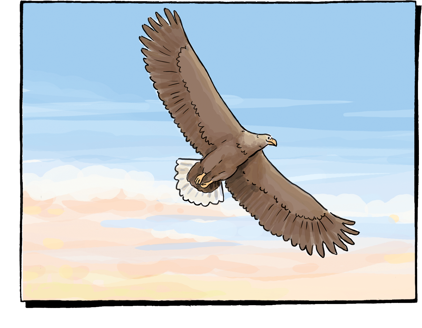 Seeadler